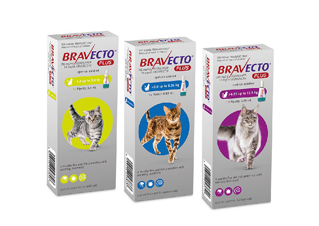 Bravecti flea and tick treatment for cats